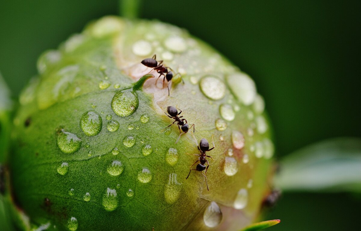Изображение <a href="https://pixabay.com/ru/users/Alexas_Fotos-686414/?utm_source=link-attribution&amp;utm_medium=referral&amp;utm_campaign=image&amp;utm_content=1414875">Alexas_Fotos</a> с сайта <a href="https://pixabay.com/ru/?utm_source=link-attribution&amp;utm_medium=referral&amp;utm_campaign=image&amp;utm_content=1414875">Pixabay</a>