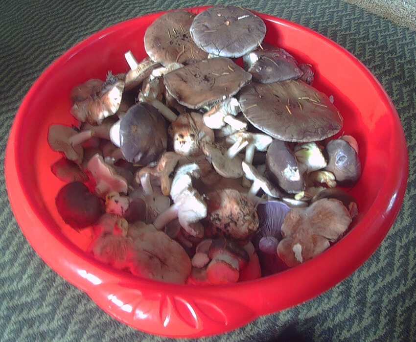 Результат тихой поздне-осенней охоты