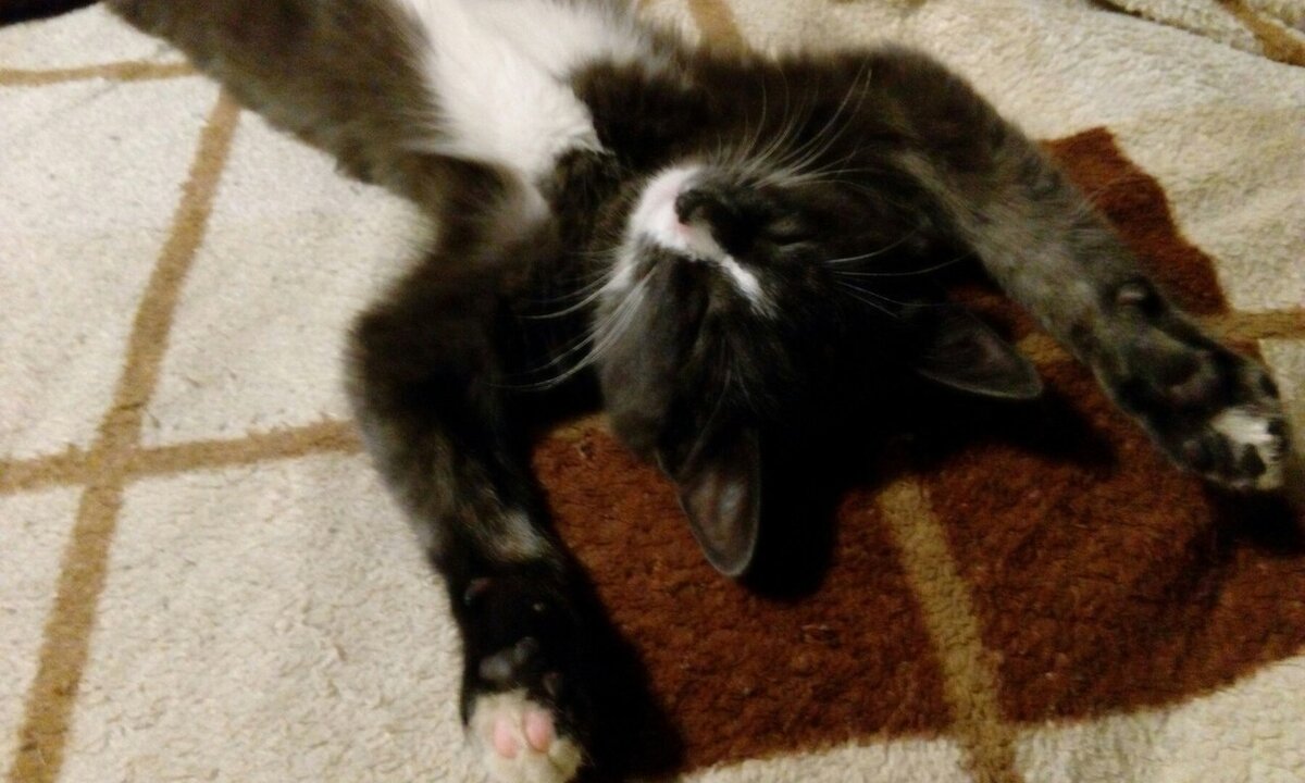 Шпонка, дворовая порода