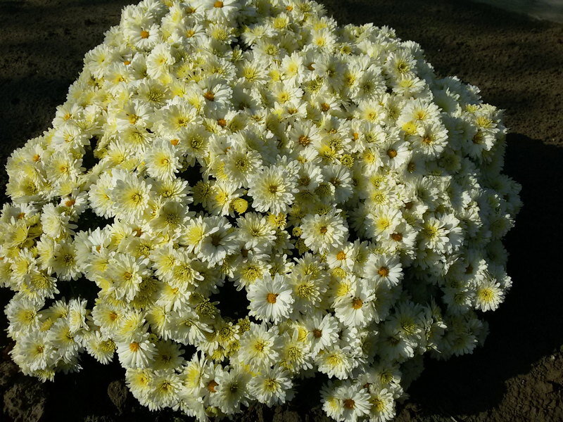 Хризантема 2, Flowers & Gifts Moscow, buy at a price of 3600 RUB, Mono Bouquets 