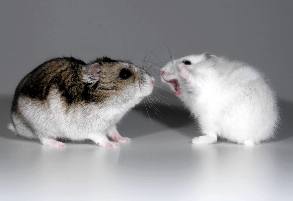 Фото: Яндекс Картинки