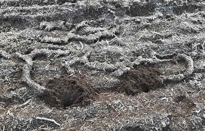 Землеройки отказывались уходить в спячку и продолжали копать подземные тоннели выкидывая наружу мягкий, непромороженный чернозем.