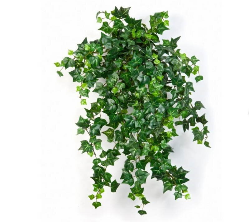 Английский плющ