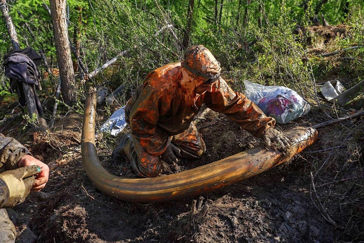 Просто в шаге от богатства. Один бивень мамонта можно продать свыше 30 000 $. Фото отсюда - https://www.rferl.org/a/the-mammoth-pirates/27939865.html 