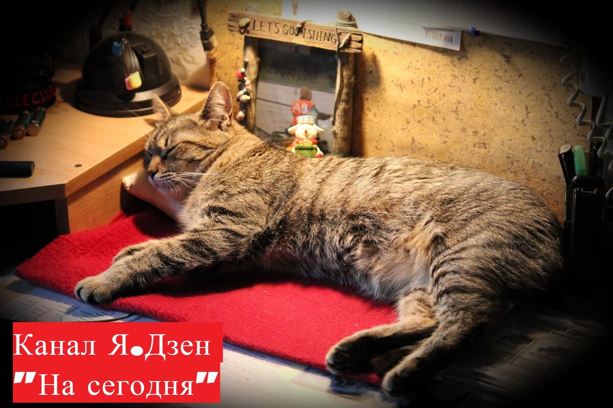 Спящая кошка на столе -  в отношениях появится третий человек.