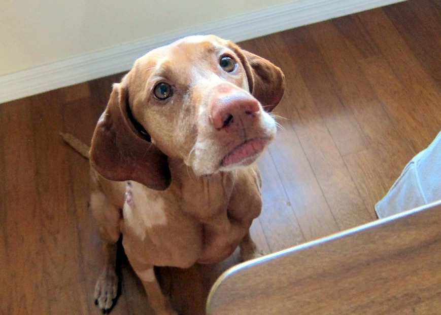 Вы посмотрите на это чудо, на эти заломленные "домиком" брови. А ведь это первая фотография, которая нашлась в Яндекс.картинках по "ключу"  "Собака попрошайничает" - даже выбирать не пришлось!