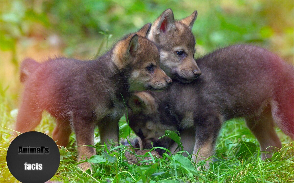 Волчата-щенки. 