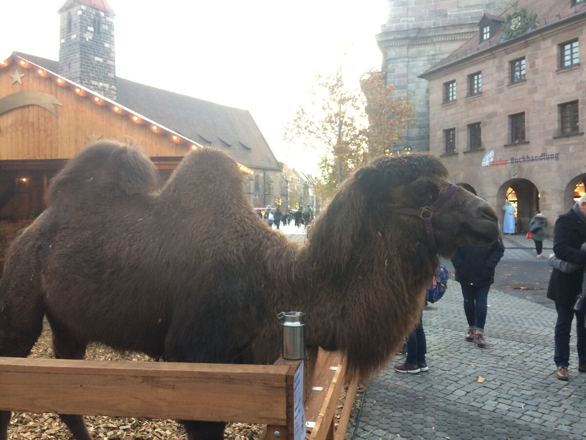Верблюд на улицах Нюрнберга. Фото Александры Кудрявцевой