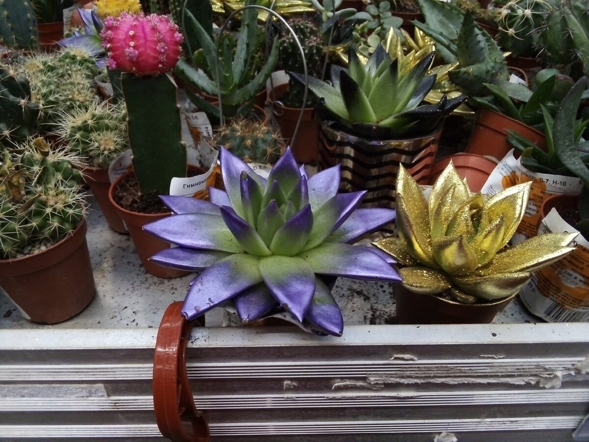 Типичный кошмар - крашеные эхеверии, кто это придумал? и зачем?