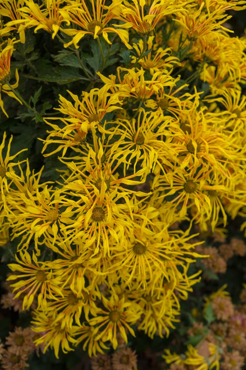 2. Крупный план "Лучистой".