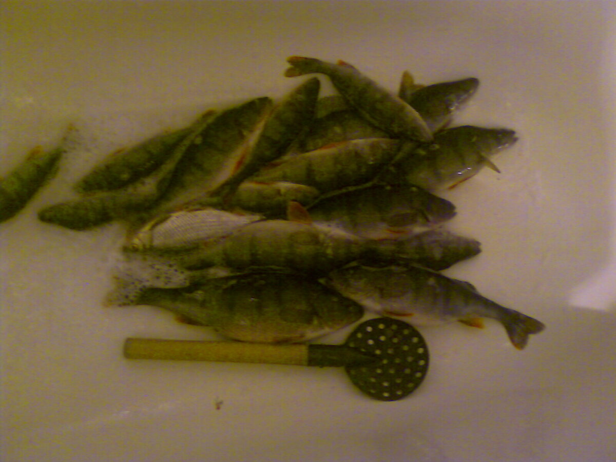 Обычный прилов при походе на ночную плотву.