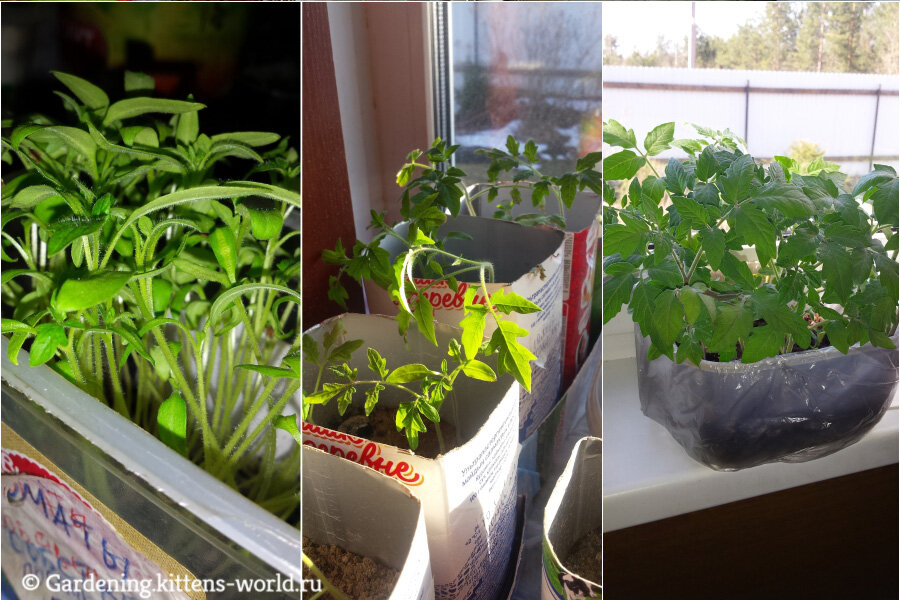 После пикировки в коробках томаты росли больше ввысь, чем вширь