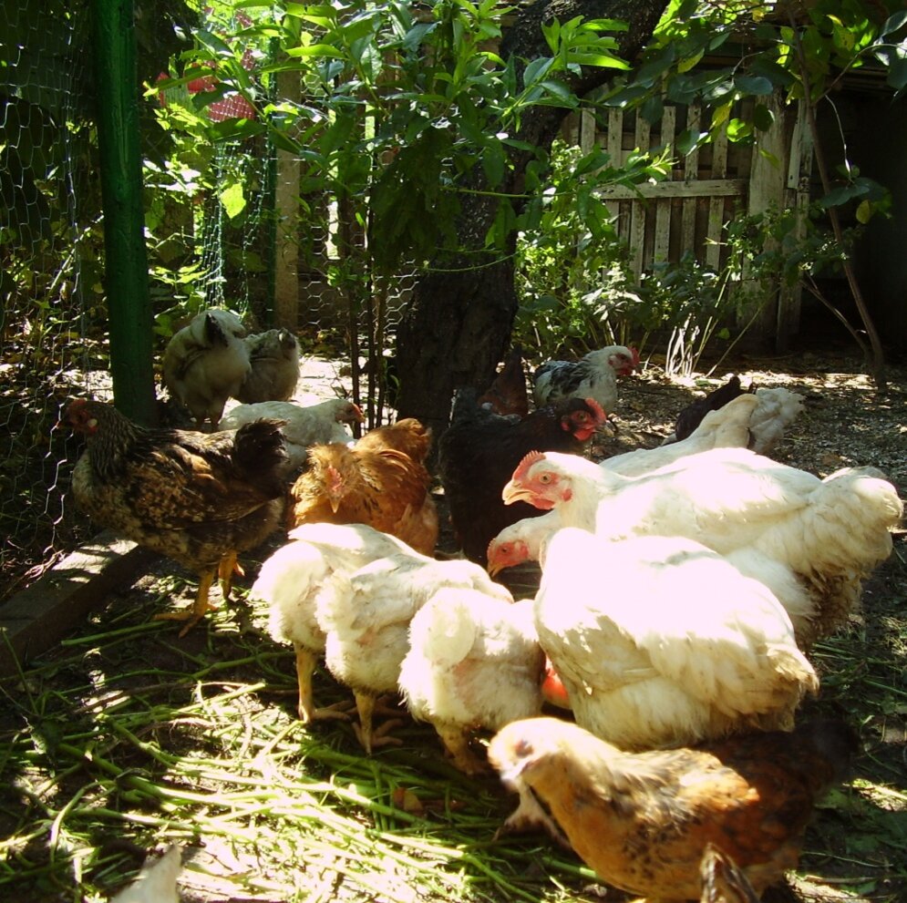 Да, милые. Да, люблю их. А еще жареную курочку тоже люблю)))