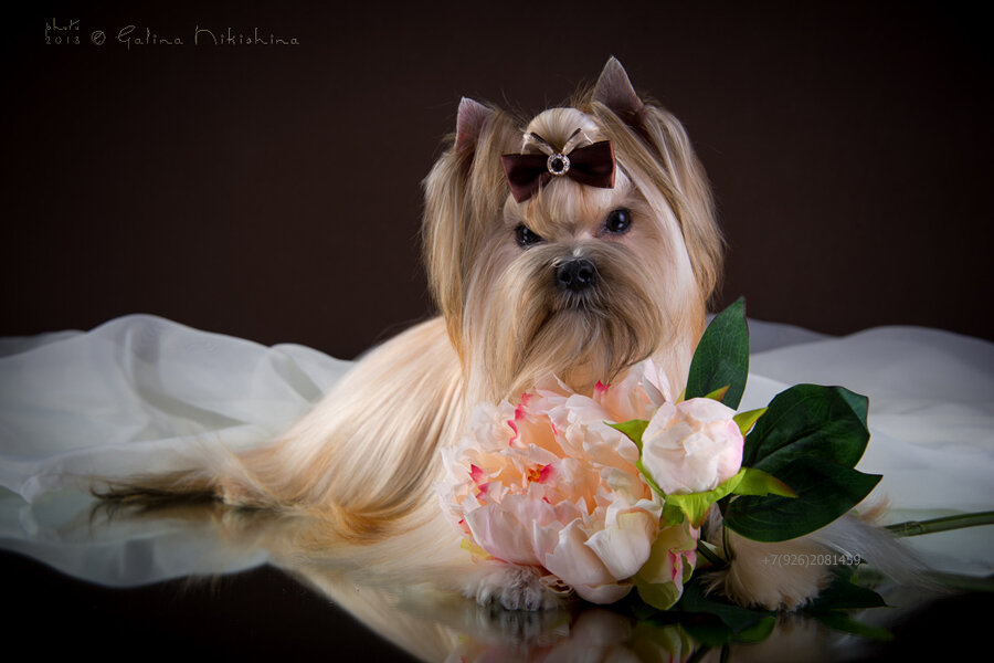 фото с официального сайта http://salondog.narod.ru/