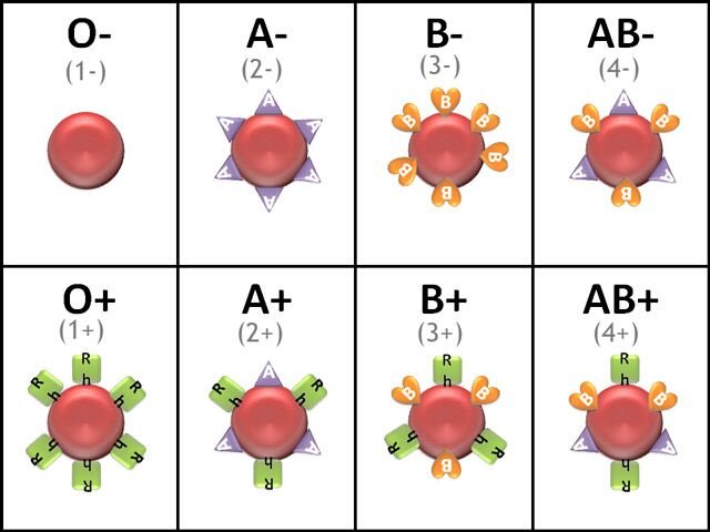 Сочетания антигенов групп крови и резус-фактора