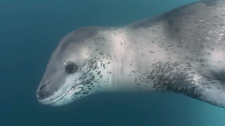 Морской леопард плавает