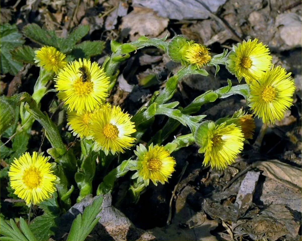 Мать-и-мачеха обыкновенная (Tussilago Farfara l.)