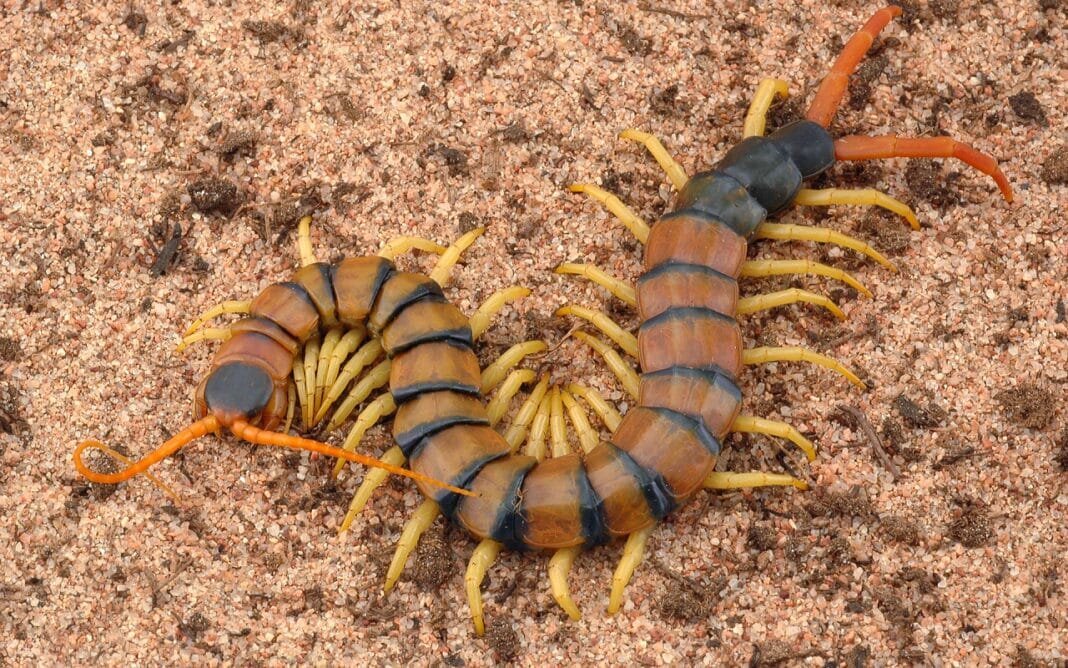 Гигантская сколопендра (Источник : Яндекс Картинки )