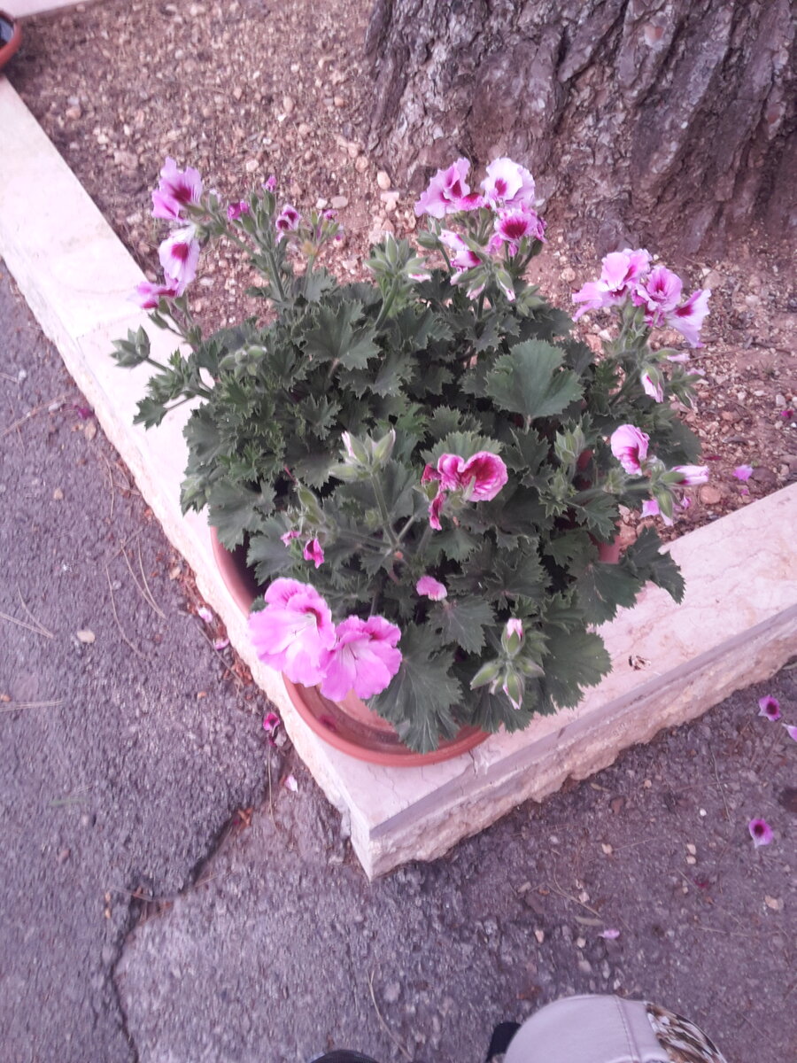 Цветы в русском Монастыре в Израиле 