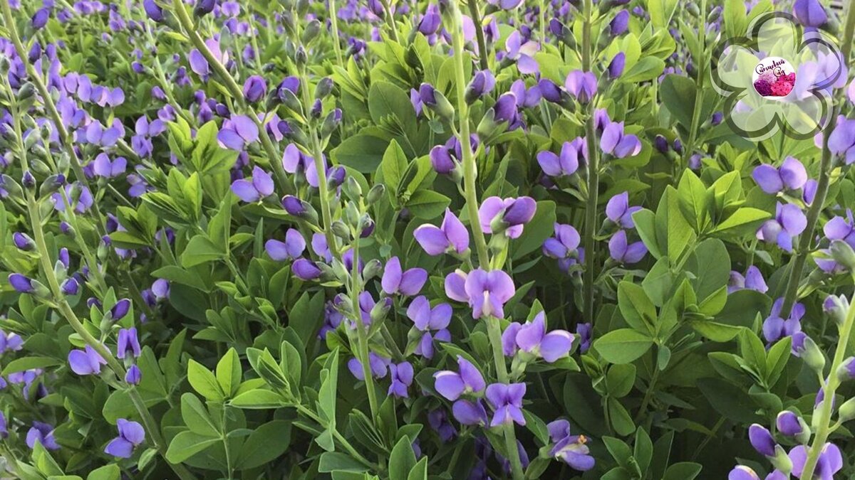 Baptisia Purple Smoke (Баптизия Пурпл Смоук)