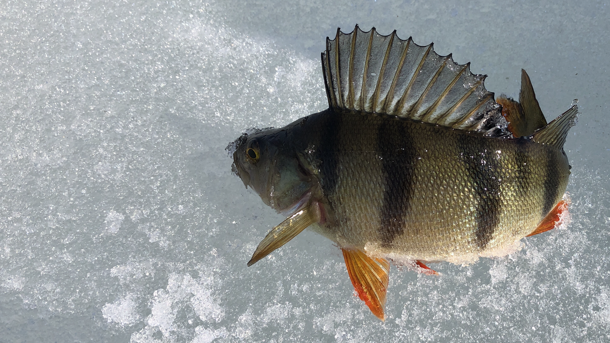 Трофейный окунь