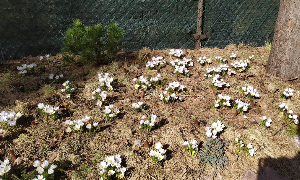 Крокусы "Blue Pearl". Вообще, они светло-голубые... Но на солнце все фото на телефоне убивают оттенки.