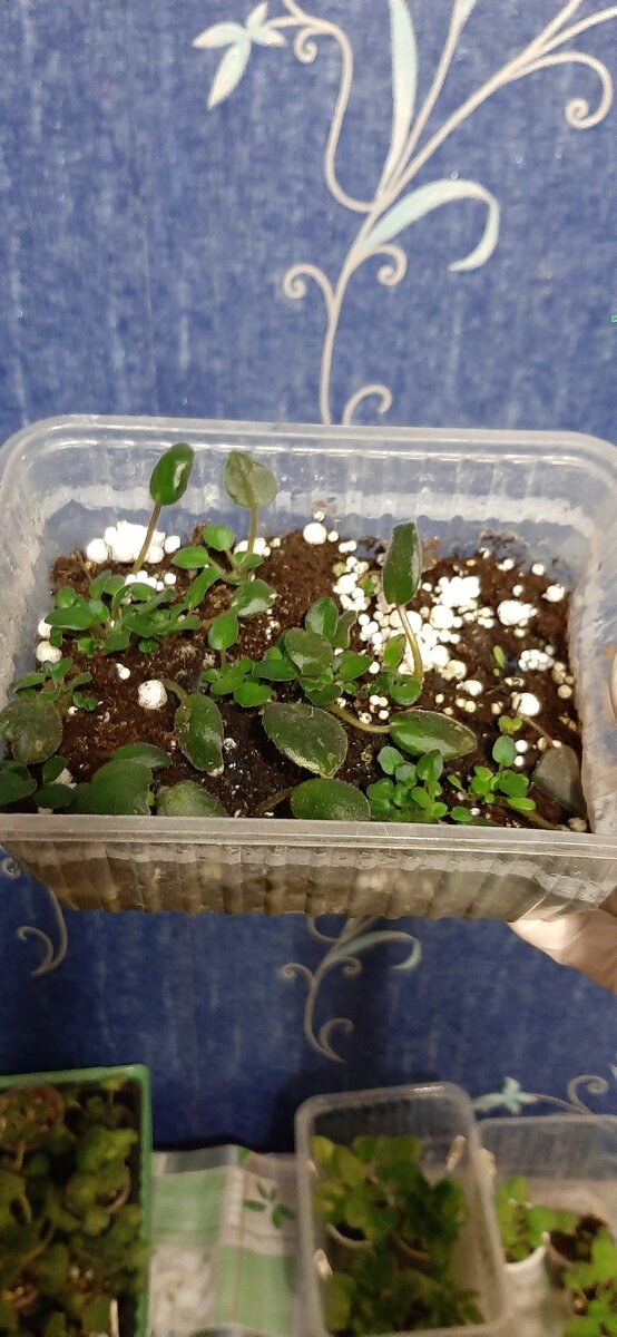 Вот они какие мои минюшечки.