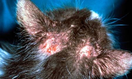 Локальная форма демодекоза кота