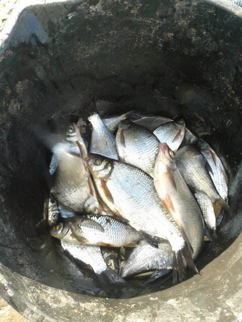 Чуть больше часа ловли на 1.5 метровый поводок на р. Волхов