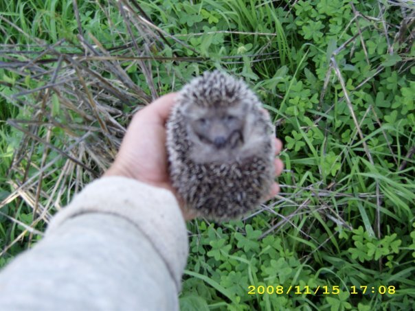 Местные ежи вполне подходят под определение "мелкий". Это взрослый экземпляр.