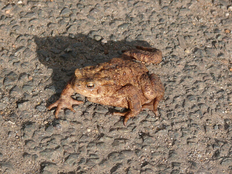 Обыкновенная жаба переходит дорогу. Фото generalising (flickr.com)