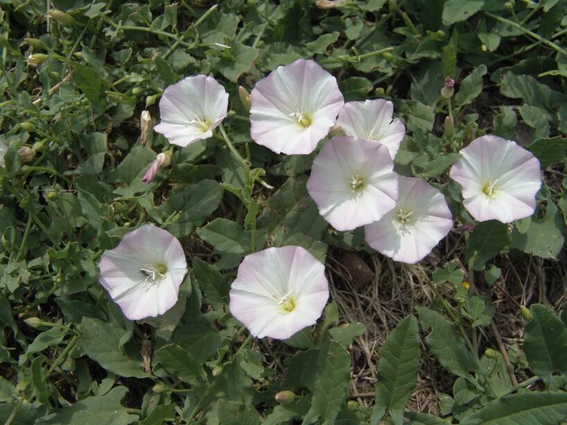 Вьюнок полевой лечебные свойства. Вьюнок bindweed. Вьюнок полевой Березка. Вьюнок полевой. Вьюн полевой.