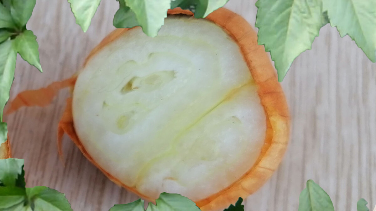 Многогнездовой семейный лук