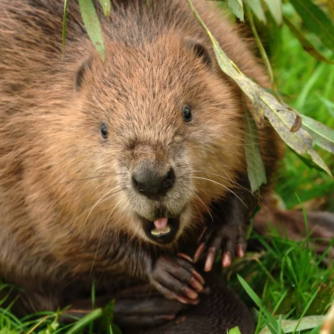 Бобры добытчики