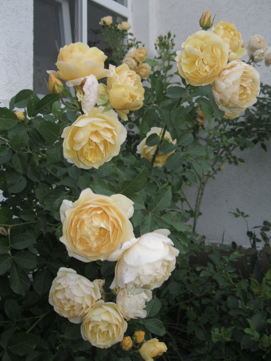 Роза "Graham Thomas" селекции Дэвида Остина.