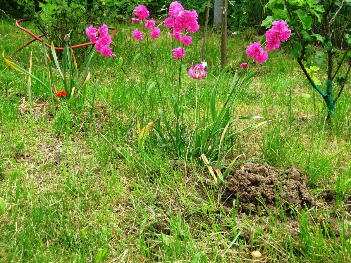 Землеройка губит цветы