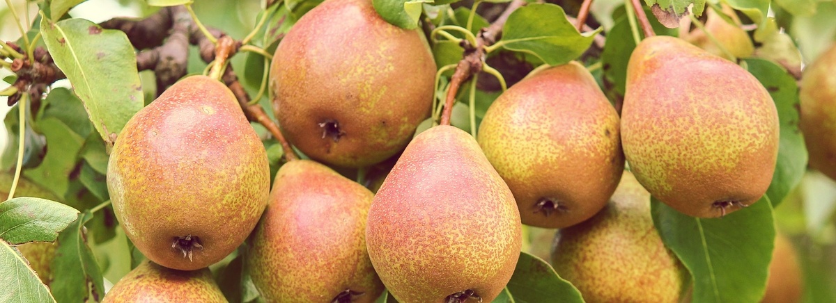 Груша жёлтая - вкусная и полезная