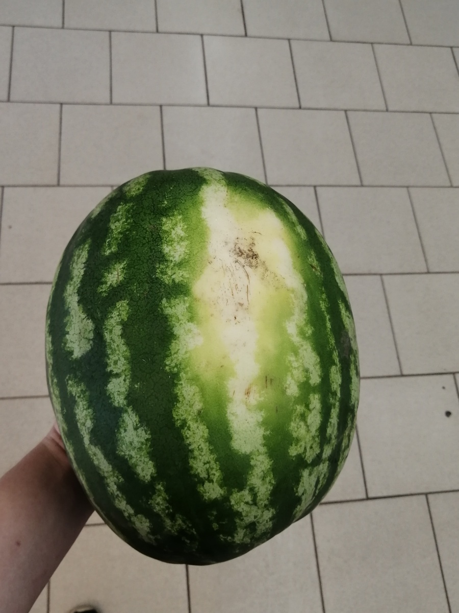 Это мальчик и он не спелый пятно есть, но неболь