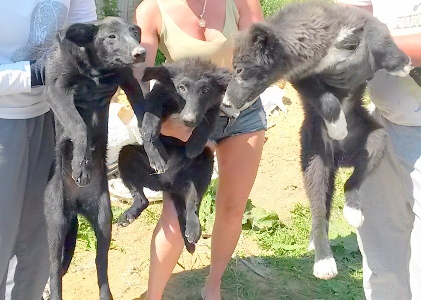 Генеральши песчаных карьеров