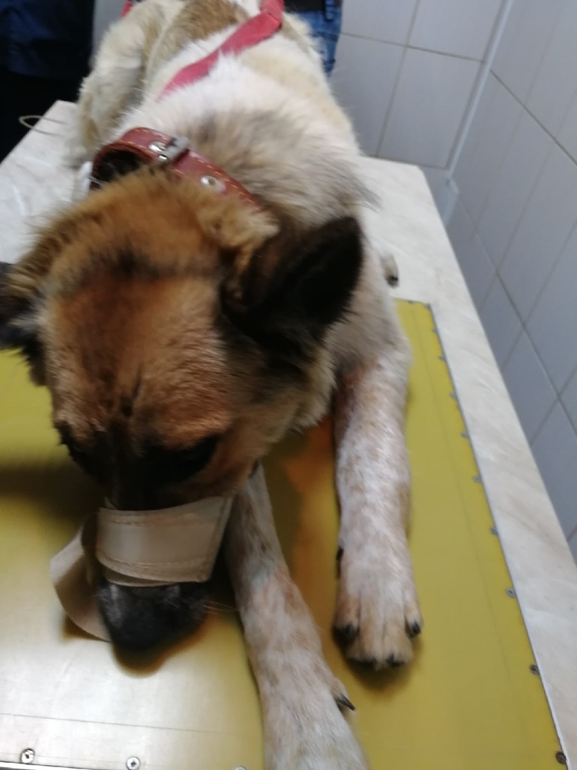 Макс в клинике