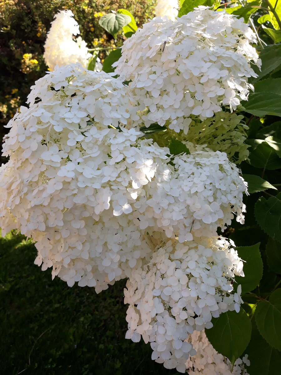 Это один из кустов моей древовидной гортензии