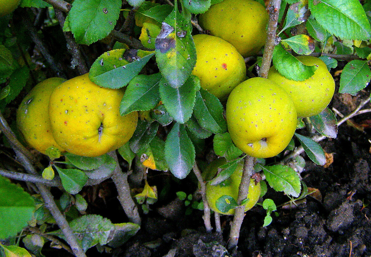 Айва японская Chaenomeles japonica