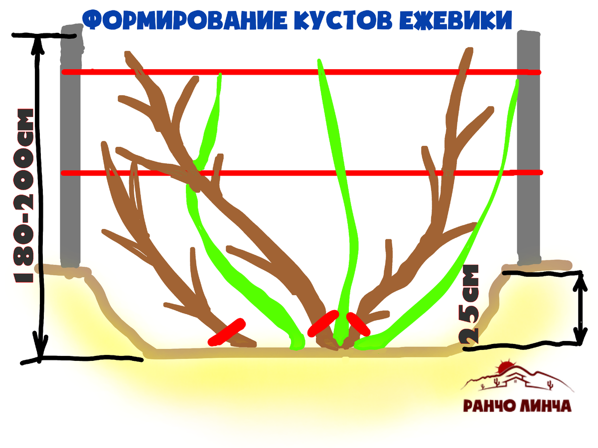Подготовка ежевики к зиме: укрытие, обрезка, полезные советы начинающим Дачные и
