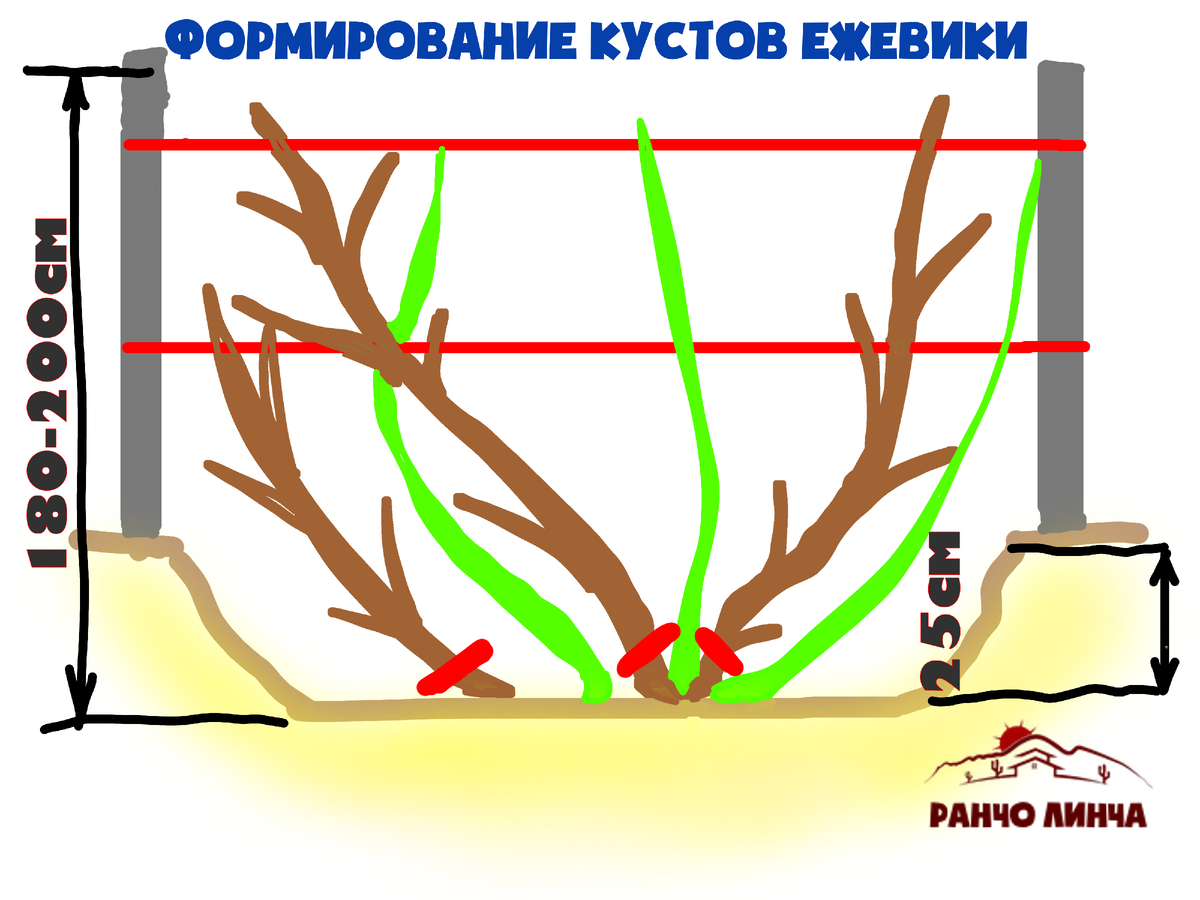 Формирование кустов