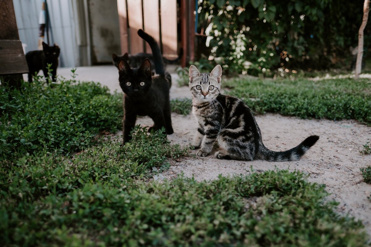 Грязные котята с блохами сулят радость и сюрпризы.