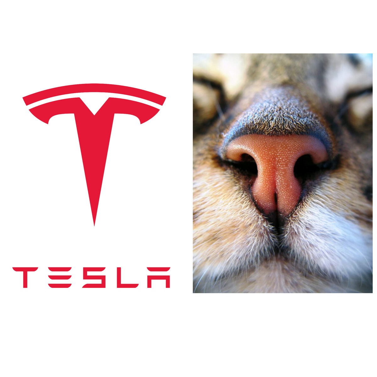     Tesla -              ru  