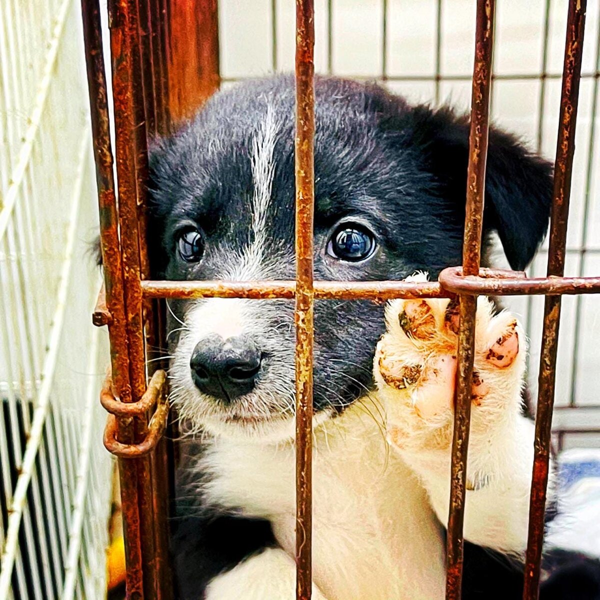 омские хвостики приют омск. хвостики омск. омские хвостики. омские хвостики приют омск. омские хвостики приют для животных город омск.