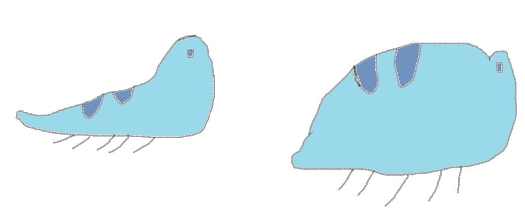 обычный водяной слизень                                                             напившийся водяной слизень 