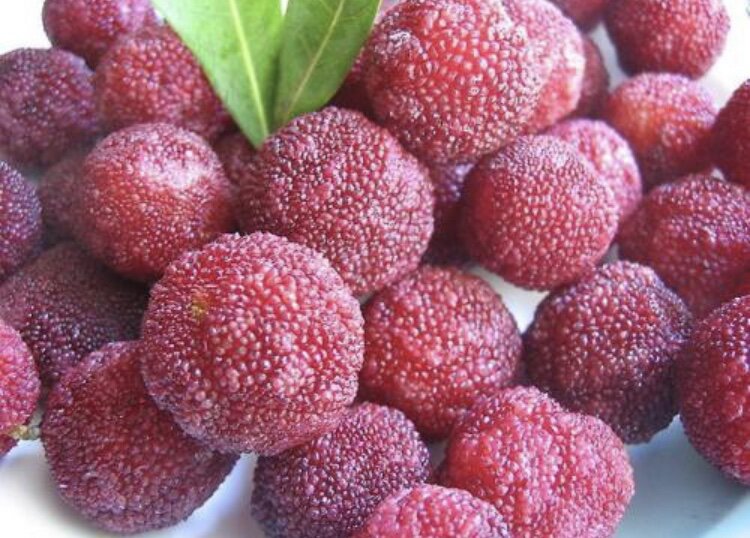 Китайская земляника