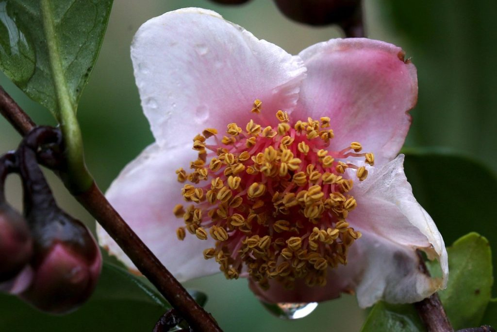 Цветок Camellia sinensis Rosea. Фото: camforest.com 